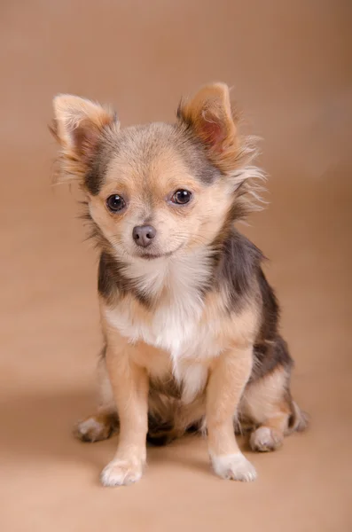 Szczeniak Chihuahua portret — Zdjęcie stockowe