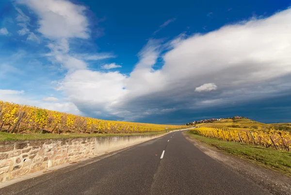 Дорога через виноградник пейзаж — стоковое фото