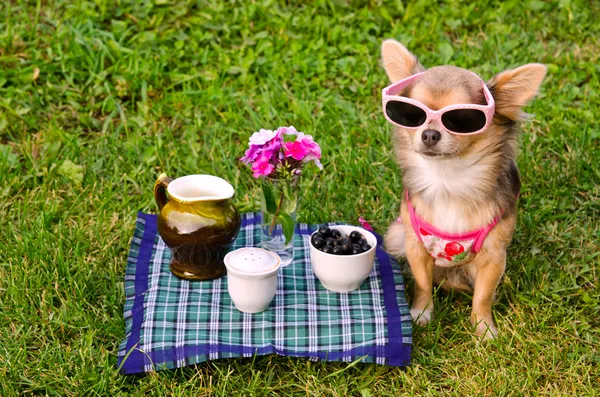 Маленькая собака в розовой футболке отдыхает на пикнике на лугу — стоковое фото