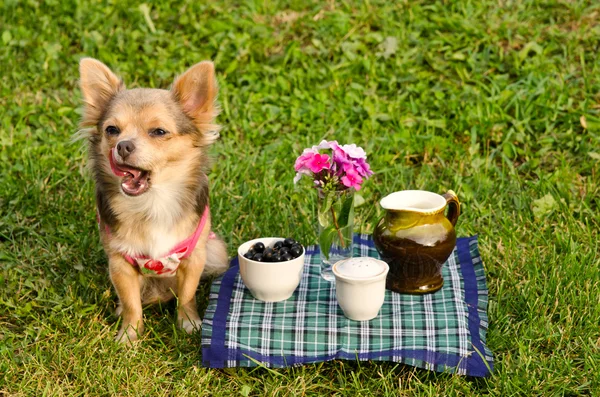 Yawning puppy at the picnic in sunny park — Stock Photo, Image