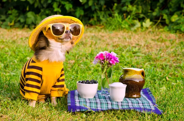 Chihuahua hond picknick in de tuin — Stockfoto