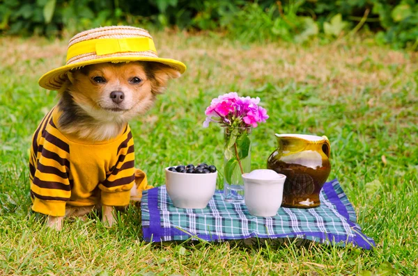 Маленькая собака в костюме и соломенной шляпе отдыхает на лугу — стоковое фото