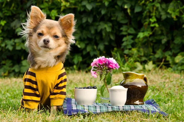 夏の庭でピクニックでかわいい犬 — ストック写真