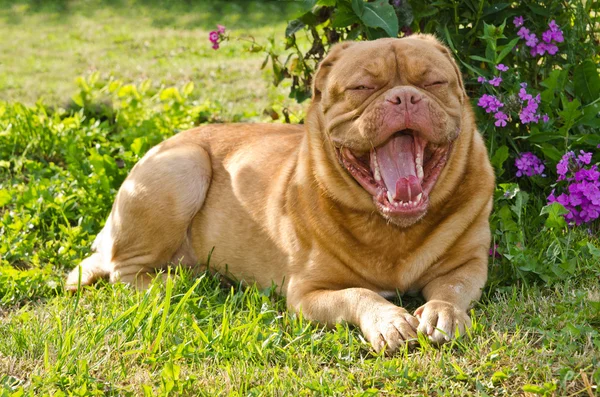Dogue De Bordeaux в солнечном саду зевает — стоковое фото