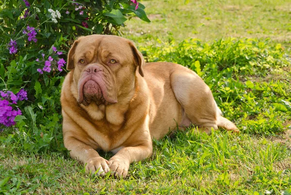 Сторожевая собака лежит на траве — стоковое фото