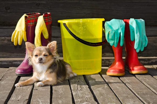 Маленькая собака лежит рядом с предметами для чистки и резиновые сапоги — стоковое фото