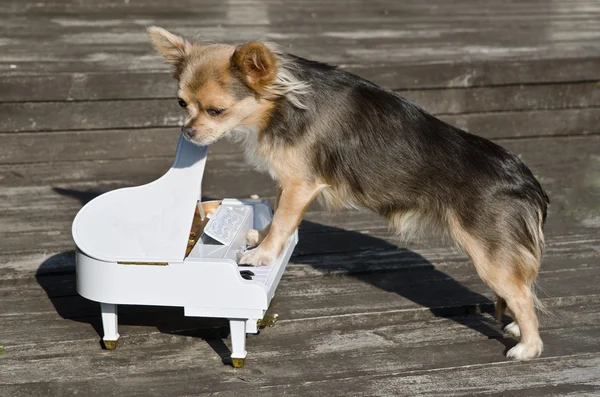 Maestro chihuahua cão está tocando no piano — Fotografia de Stock