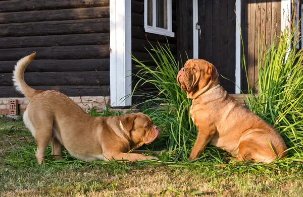 Играют две собаки породы Дог де Бордо — стоковое фото
