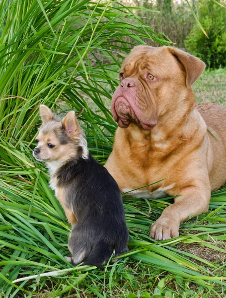 Iki arkadaş çimlere yatan köpekler — Stok fotoğraf