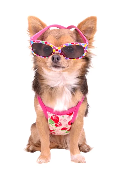Chihuahua cachorro con gafas de sol de color rosa y camiseta — Foto de Stock