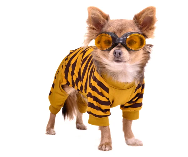Chihuahua puppy wearing yellow suit and goggles — Stock Photo, Image