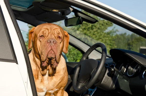 stock image Serious driver dog inside the car