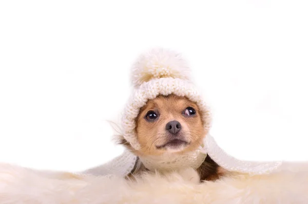 Chihuahua filhote de cachorro olhando vestindo chapéu branco e cachecol, deitado no fofo branco — Fotografia de Stock