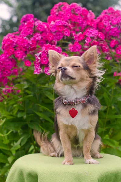 Sognando cucciolo di chihuahua nel giardino fiorito estivo — Foto Stock