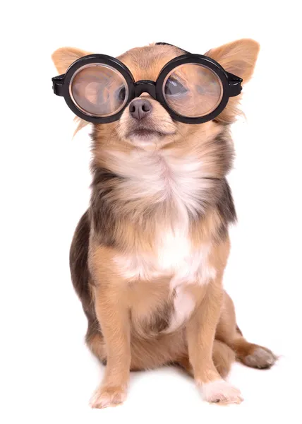 Lindo cachorro chihuahua con gafas gruesas de dioptrías altas — Foto de Stock