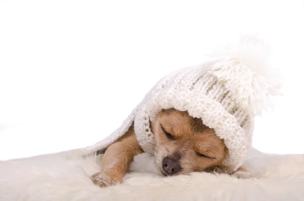 Noworodka szczeniaka, spanie, leżącego na białe, puszyste futro — Zdjęcie stockowe