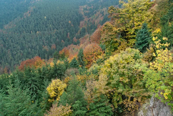 明るくカラフルな秋の森 — ストック写真