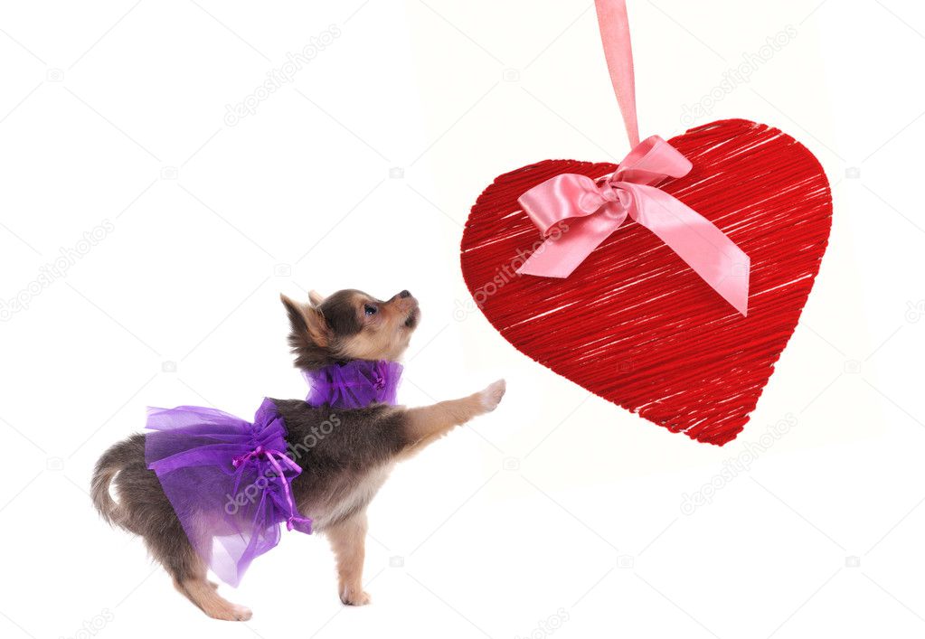 Chihuahua puppy dressed in glamour style playing with red heart