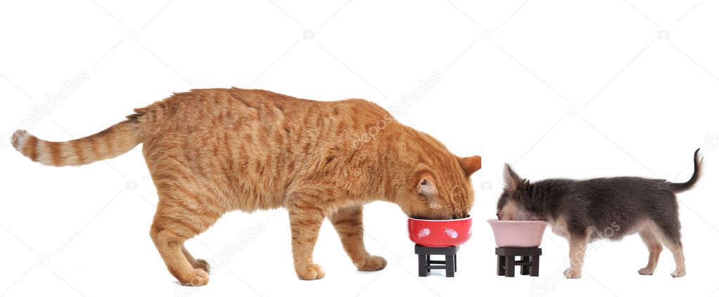 Chihuahua Puppy and Red Kitten are eating their meal isolated on white back