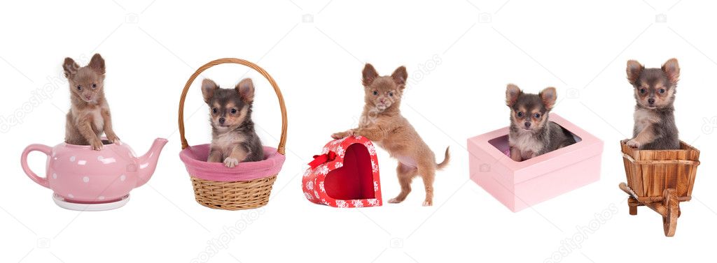 Chihuahua puppies with different accessories (gift boxes, cart, basket, pin