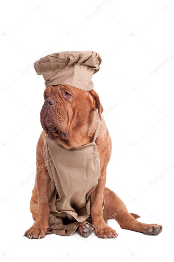 Dogue de bordeaux dressed like chef isolated on white background
