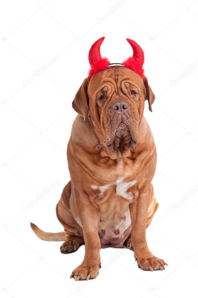 Portrait of a dog of dogue de bordeaux sitting with red hornes for Hallowee