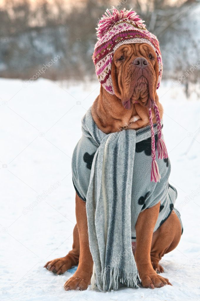 Huge Dogue De Borgeaux dressed with hat, scarf and sweater sitting on a sno