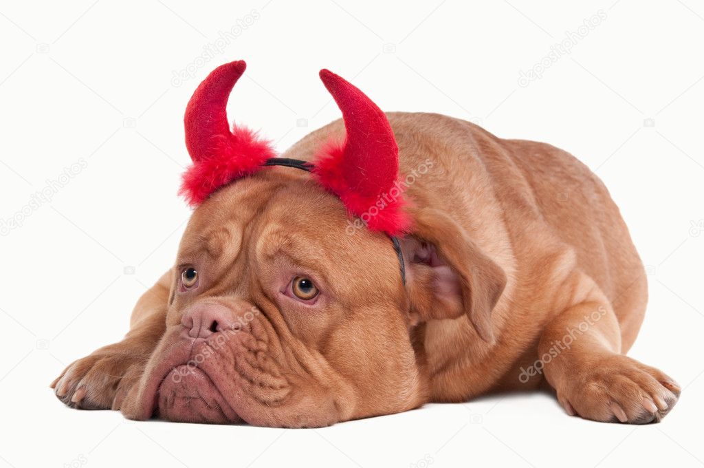 Devil dog of dogue de bordeaux breed with red hornes isolated on white back