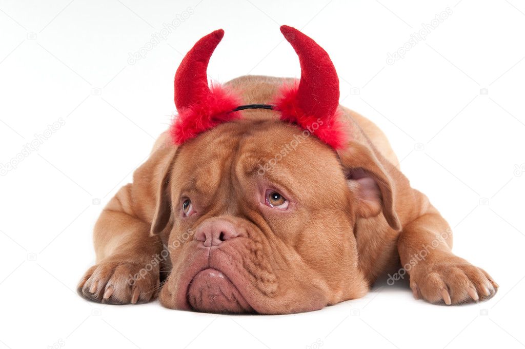 Dogue de bordeaux with red horns isolated on white background
