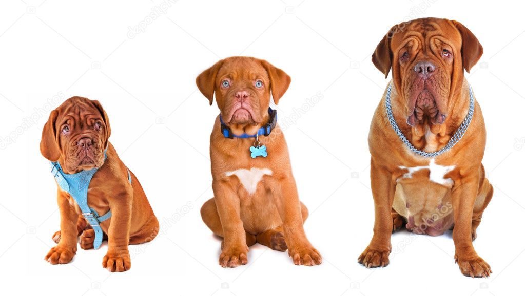 Group of the dogs of different size wearing different dog's accessorie