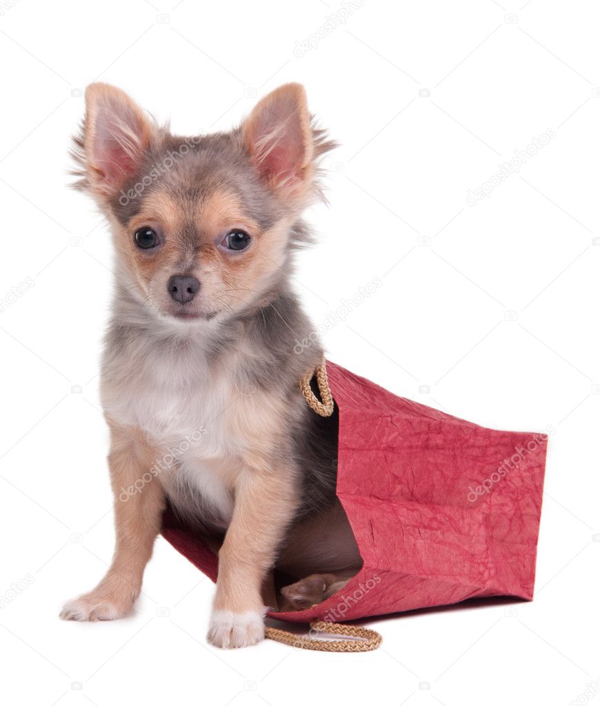 Chihuahua puppy sitting in shopping bag