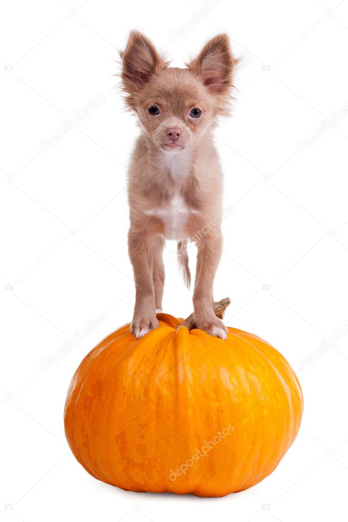 Chihuahua puppy on a pumpkin