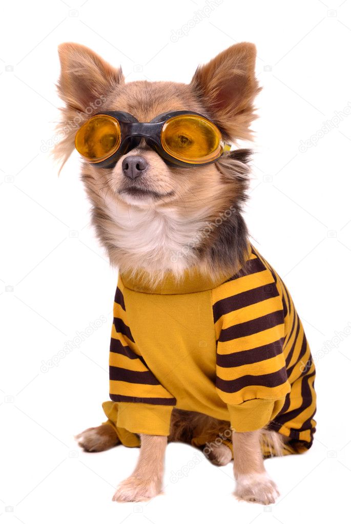 Small dog wearing suit and goggles