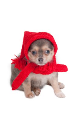 Chihuahua ready for winter clipart