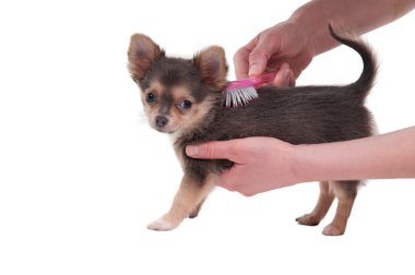 Combing a puppy of chihuahua breed isolated on white background clipart