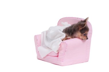 Chuhuahua lying in a bed with blanket ready to sleep isolated on white back clipart