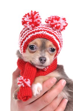 Portrait of 3 months old cute chihuahua puppy with amusing hat with pompons clipart