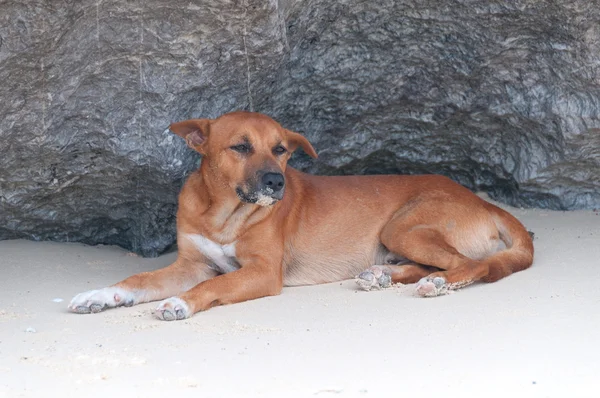 Pies na piasku — Zdjęcie stockowe