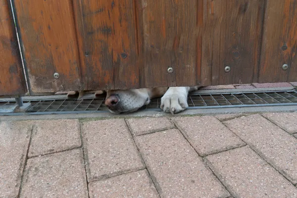 Guarda cão farejando debaixo de uma porta — Fotografia de Stock