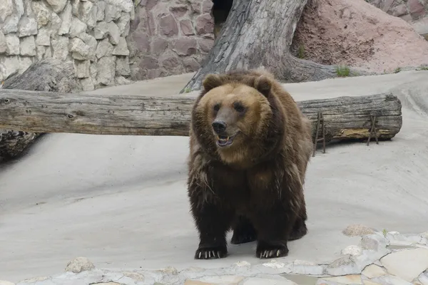 Niedźwiedź brunatny w zoo — Zdjęcie stockowe
