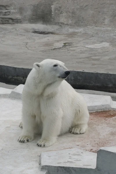 Urso branco em um zoológico — Fotografia de Stock