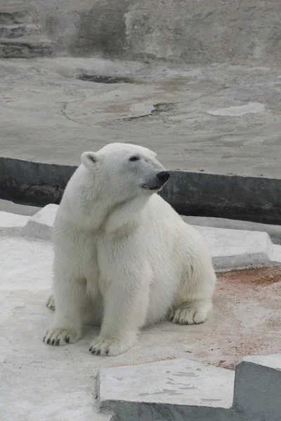 White bear in a zoo — Stock Photo, Image