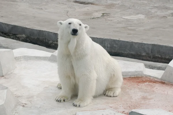 Kutup beyaz ayı — Stok fotoğraf