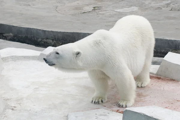 Grande orso polare in uno zoo — Foto Stock