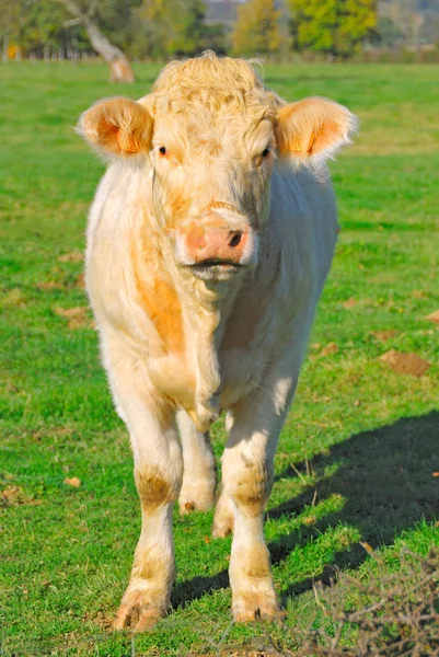 stock image Cute white cow in a field, France