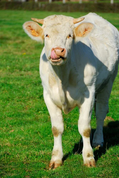 Fiatal fehér tehén nyalás ez orr — Stock Fotó