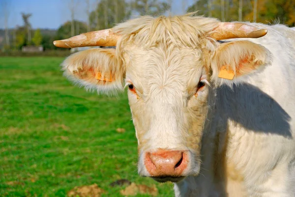 stock image White cow muzzle