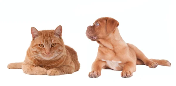 Valp och kattunge av samma färg ligga bredvid varandra — Stockfoto