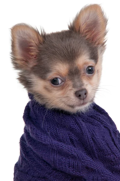 Perro con suéter — Foto de Stock