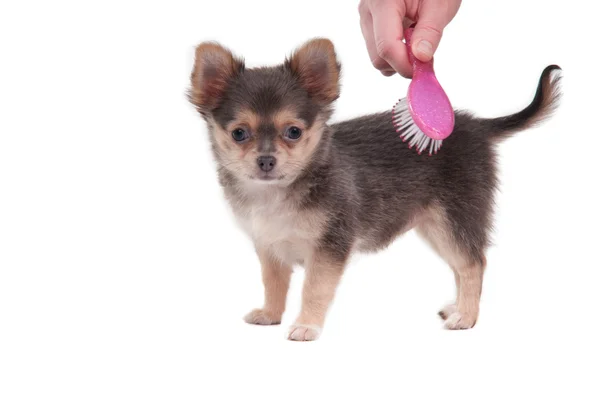 Brushing cute 3 months old Chihuahua puppy isolated on white background — Stock Photo, Image